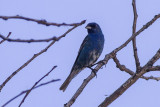 Indigo Bunting