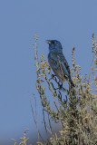 Indigo Bunting