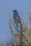 Indigo Bunting