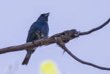 Indigo Bunting