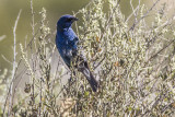 Indigo Bunting