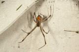 Brown widow  (<em>Latrodectus geometricus</em>)