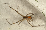 Brown Widow (Latrodectus geometricus)