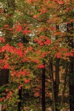 New Hampshire - Fall Foliage