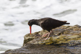 Black Oystercatcher