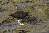 Black Oystercatcher