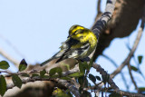 Towsends Warbler