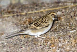 American Lark Sparrow