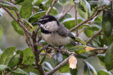 Mountain Chickadee