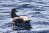 Black-vented  Shearwater