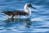 Black-vented  Shearwater