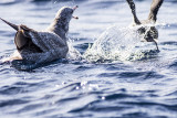 Black-vented  Shearwater