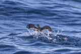 Cassins Auklet