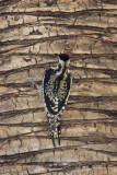 yellow-bellied-sapsucker02.jpg