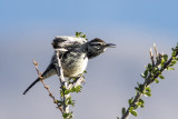 Cactus Wren