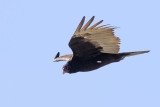 Turkey Vultue