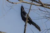 Great-tailed Grackle (<em>Quiscallus mexicanus</em>)