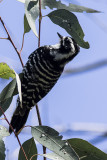 Nuttals Woodpecker