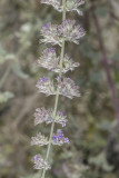 Desert Lavender (<em>Hyptis emoryi</em>)