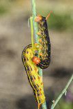 White-lined Spnix Moth caterpillar