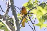 Bullocks Oriole