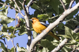 Bullocks Oriole