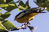 Bullocks Oriole