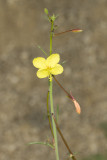 California Primrose (<em>Eulobus californica</em>)