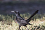 Great-tailed Grackle (<em>Quiscallus mexicanus</em>)