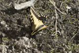 Anise Swallowtail   (<em>Papilio zelicaon</em>)