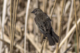 Red-winged Blackbird