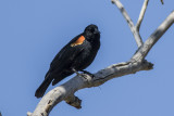 Red-winged Blackbird