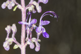 Mountain  Bluecurls (<em>Trichostema parishii</rem>)