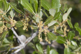 California Scrub Oak (<em>Quercus xacutidens</em>)