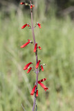 Scarlet Bugler (<em>Penstemon centranthifolius</em>)