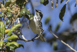 Black-throated Gray Warbler