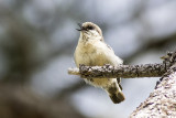 Pigmy Nuthatch