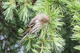 Pine Siskin