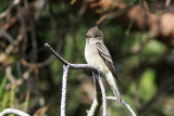 Western Wood Pewee