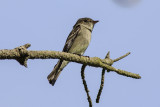 Western Wood Pewee