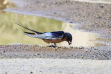 Barn Swallow