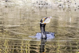 Double-crested Cormorant