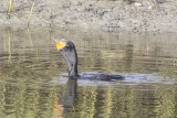 Double-crested Cormorant