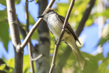 Ash-throated Flycatcher