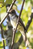 Ash-throated Flycatcher