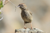 Rufous-crowned Sparrow