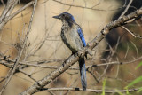 Western Scrub Jay