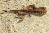 Red Diamond Rattlesnake (<em> Crotalus ruber</em>)