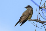 Cassins Kingbird