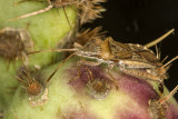 Cactus Bug (<em>Narnia femorata </em>)